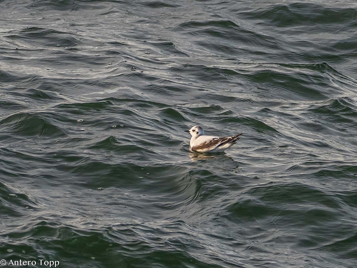 Little Gull - ML388467181