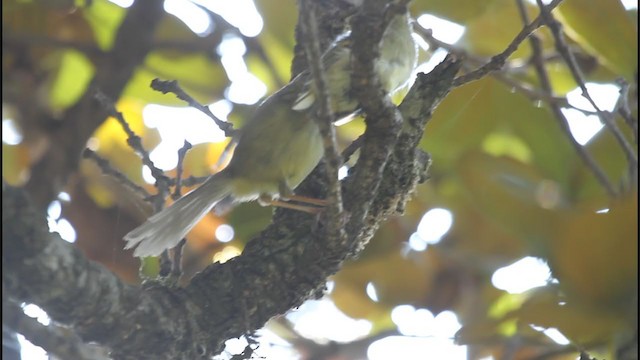 Aberrant Bush Warbler - ML388468501