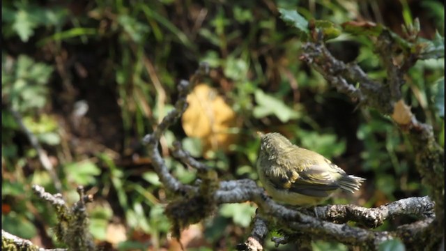 Buff-barred Warbler - ML388468581