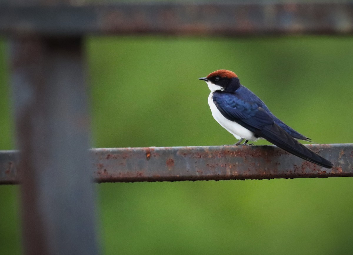 Wire-tailed Swallow - Manjunath S Mithra