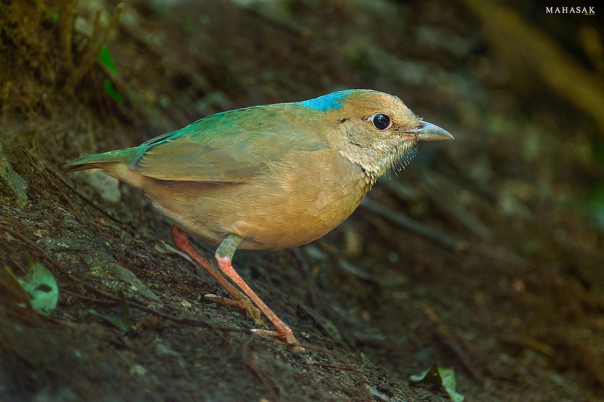 Blue-naped Pitta - MAHASAK  SUKMEE