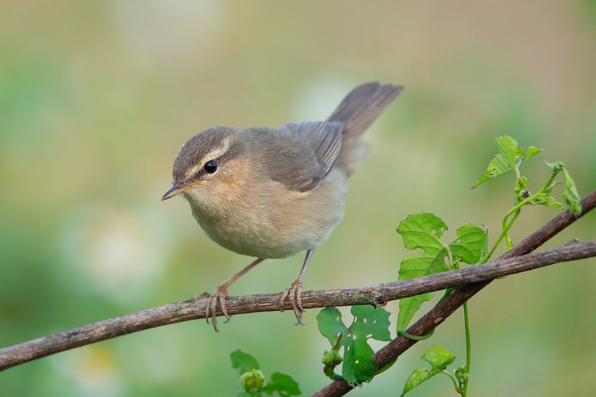 Dusky Warbler - ML388471151