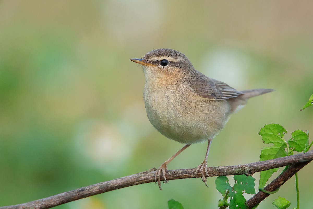 Dusky Warbler - ML388471161