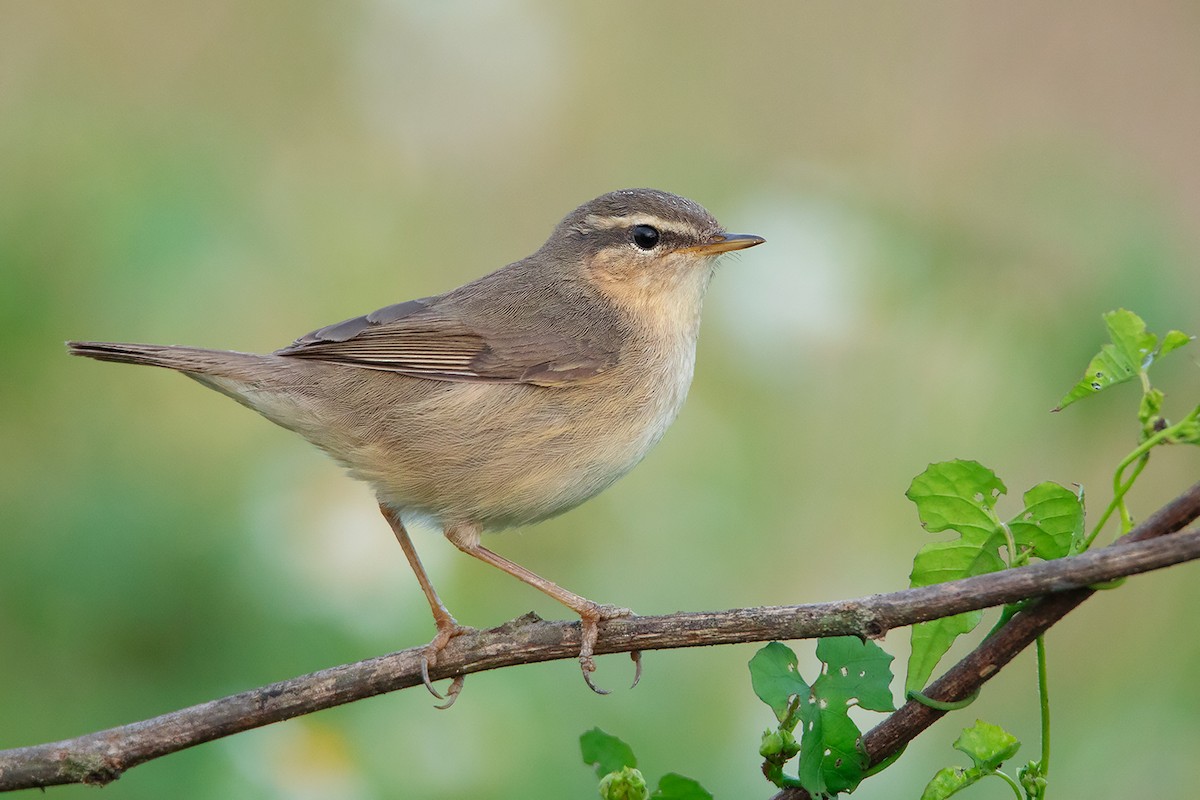 Dusky Warbler - ML388471181