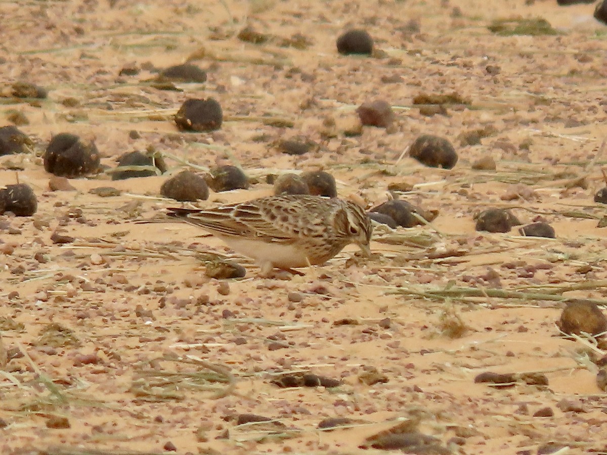 Eurasian Skylark - ML388471321