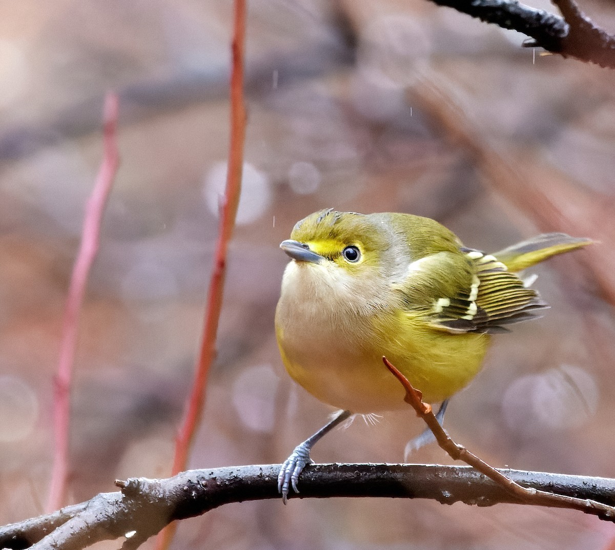 Vireo Ojiblanco - ML388471821