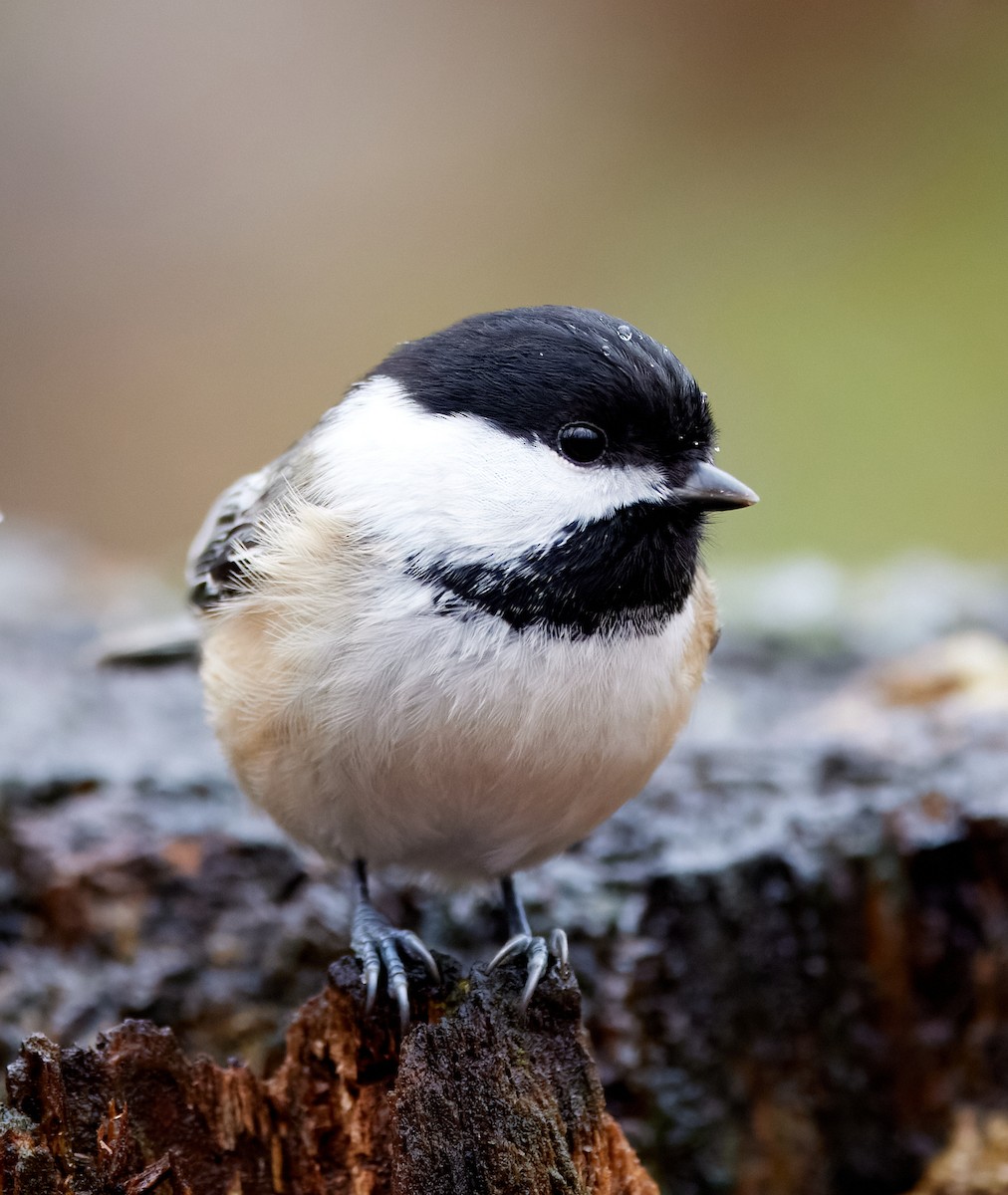 Black-capped Chickadee - ML388471841