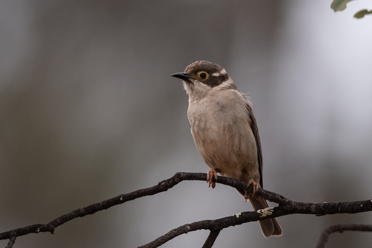 Brown-headed Honeyeater - ML388472581