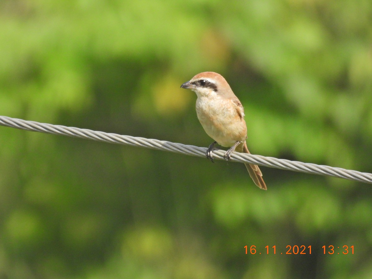 Brown Shrike - ML388473691