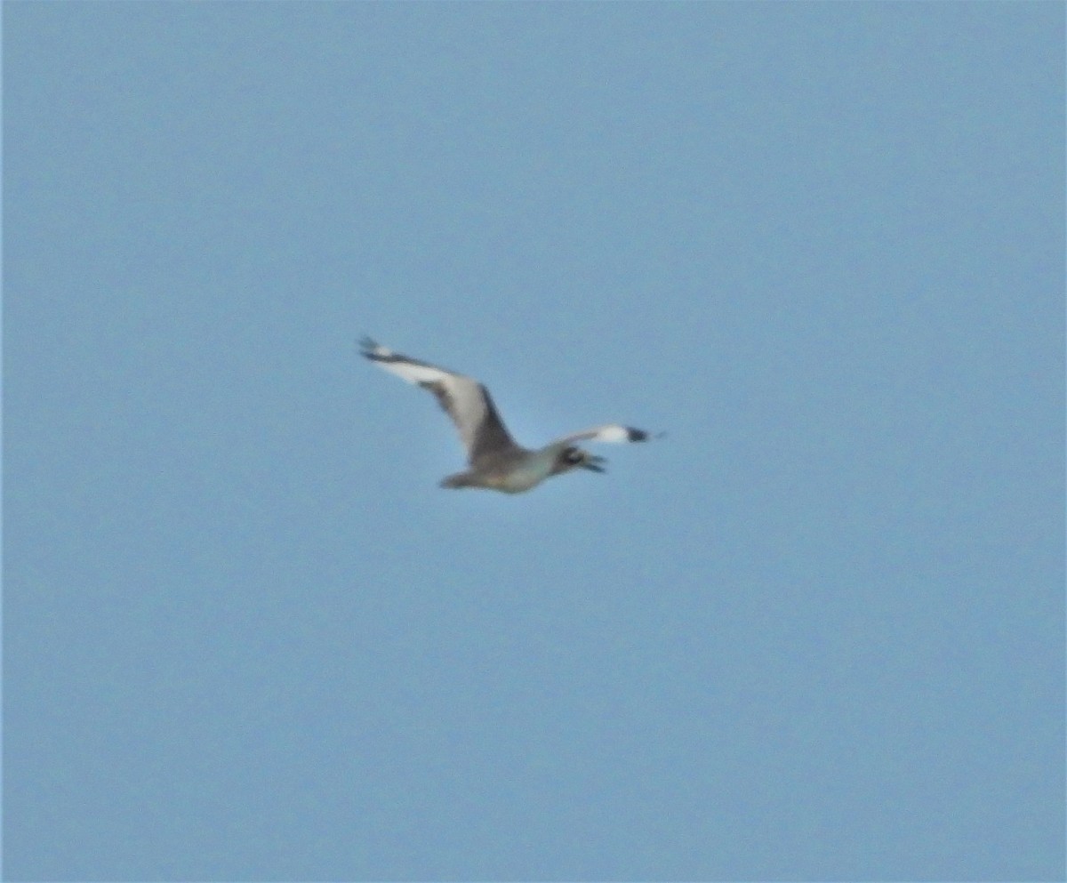 Beach Thick-knee - ML388475801