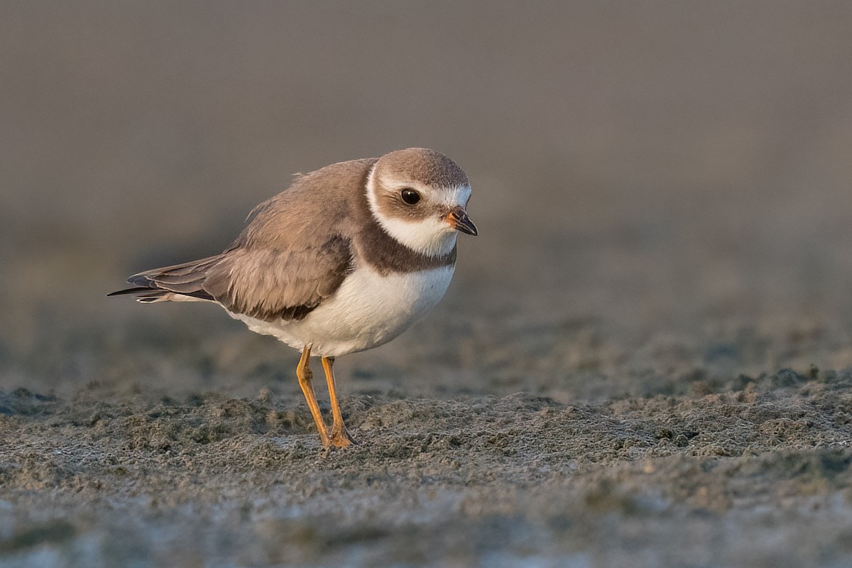 Semipalmated Plover - ML388476151