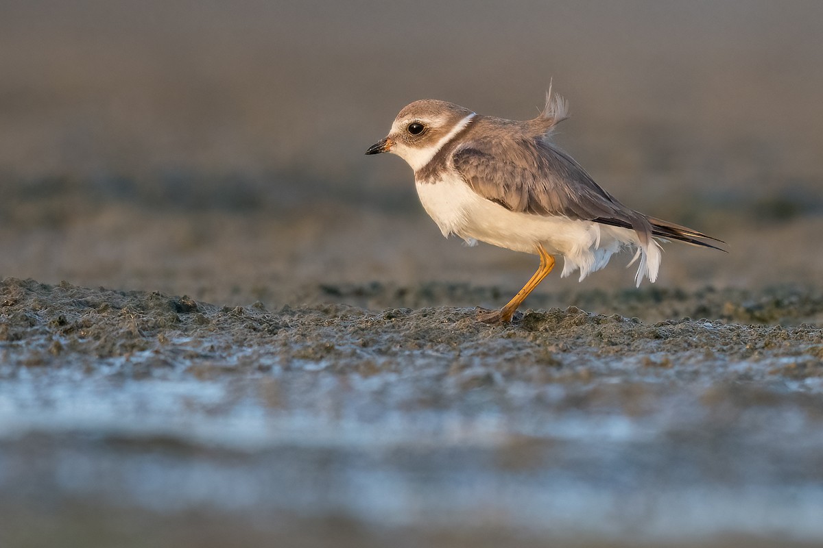 Semipalmated Plover - ML388476241