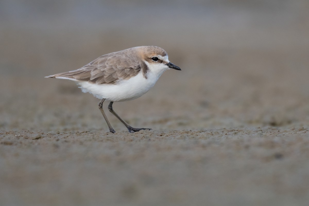 Red-capped Plover - ML388476431