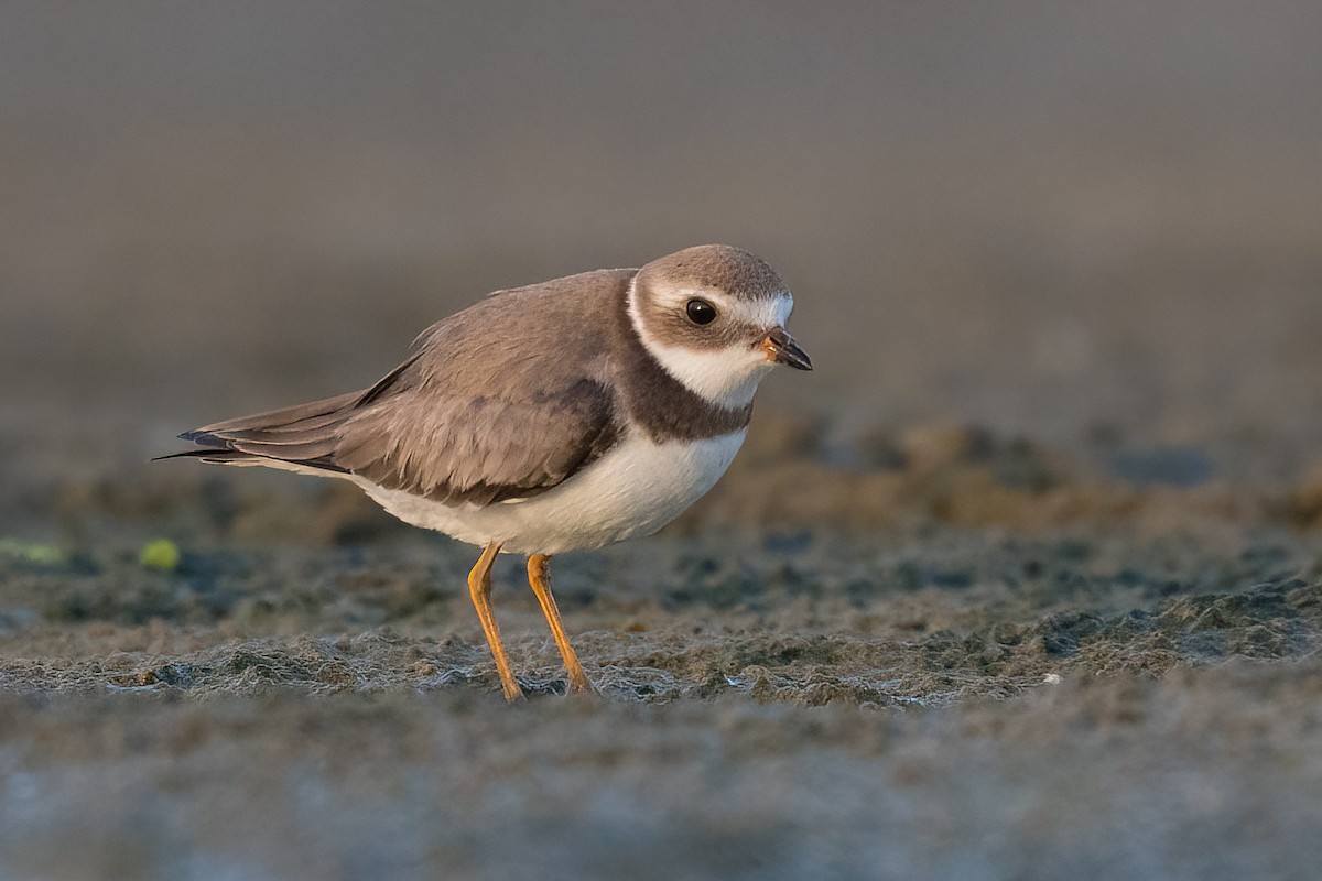 Semipalmated Plover - ML388476581