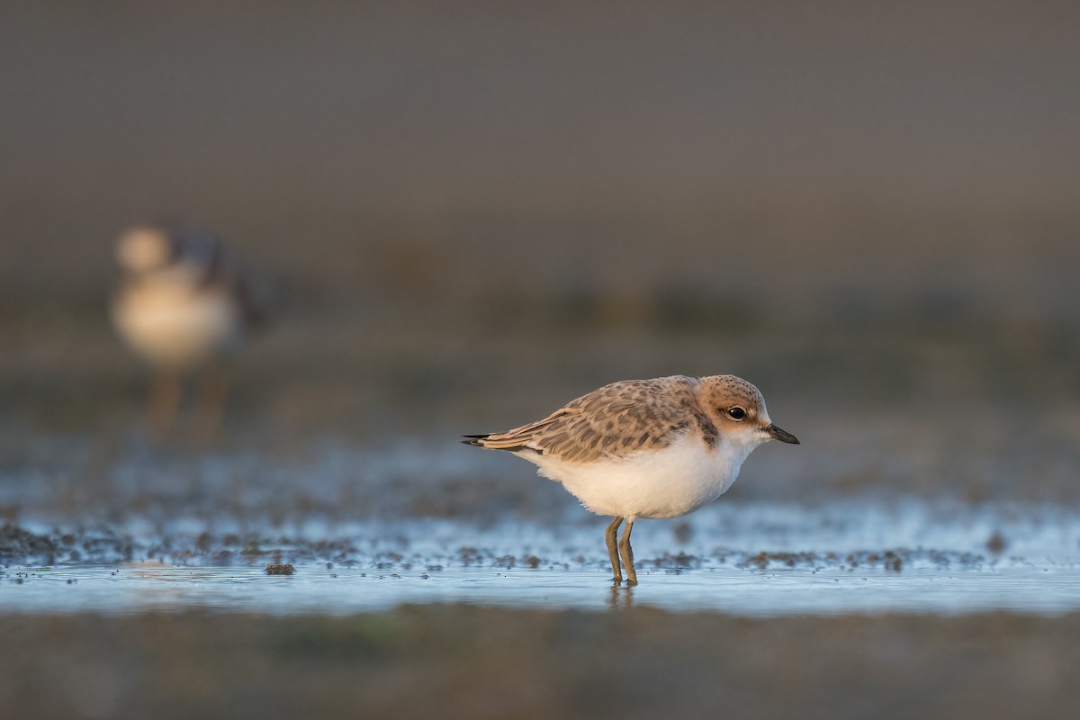 Red-capped Plover - ML388476741