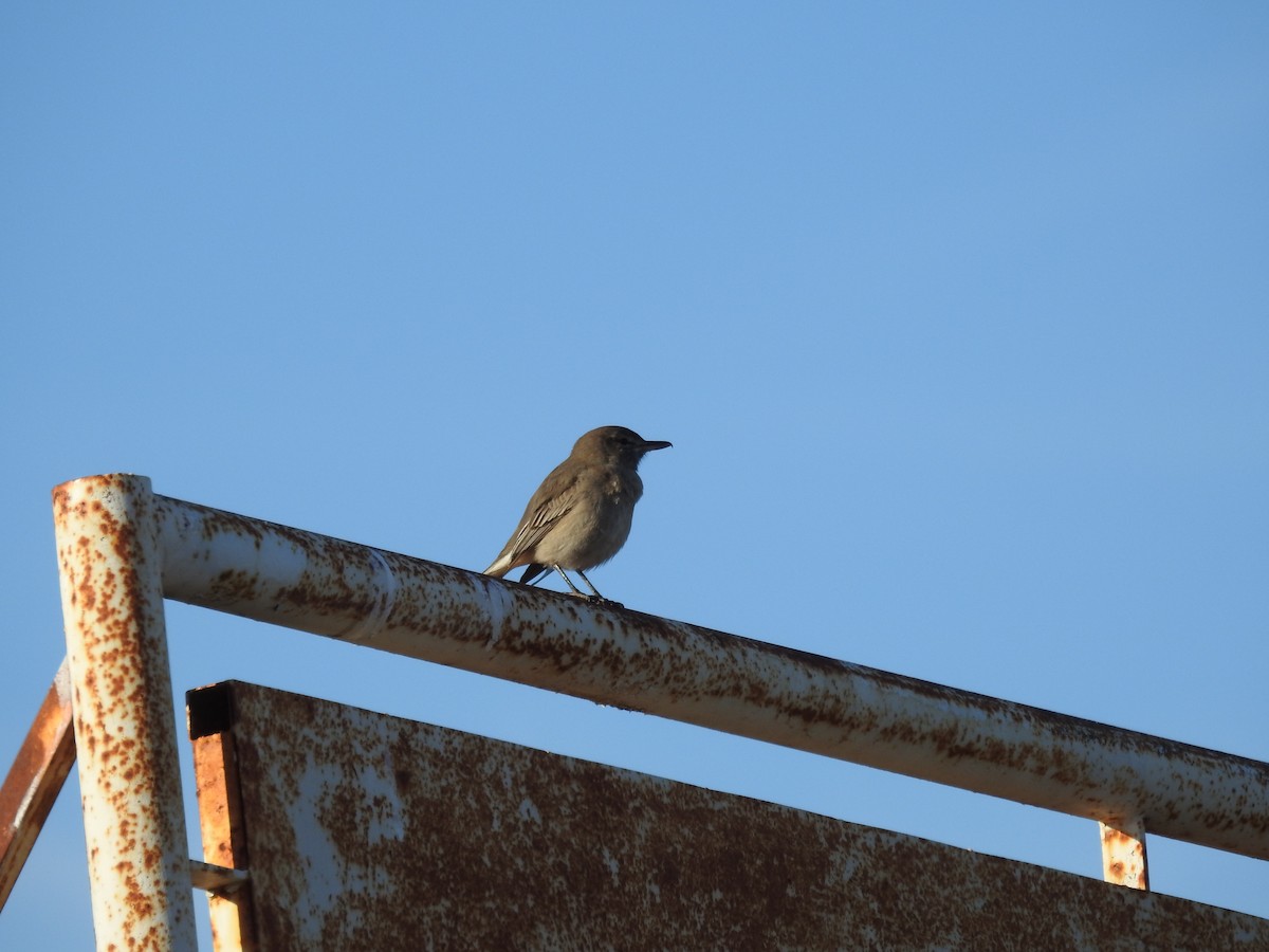 Gray-bellied Shrike-Tyrant - ML388478481