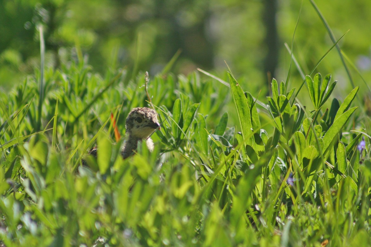 Sooty Grouse - Martina Nordstrand