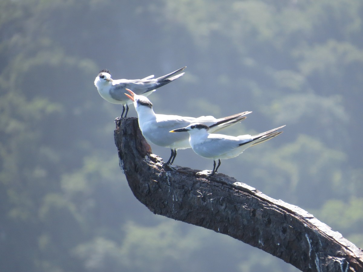 Royal Tern - ML388480831