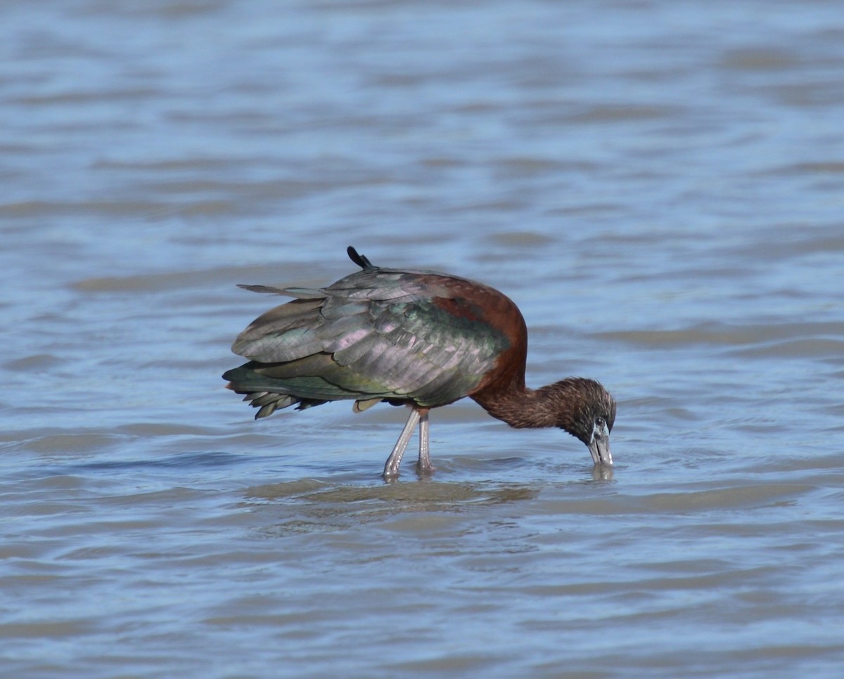 Glossy Ibis - ML388481871