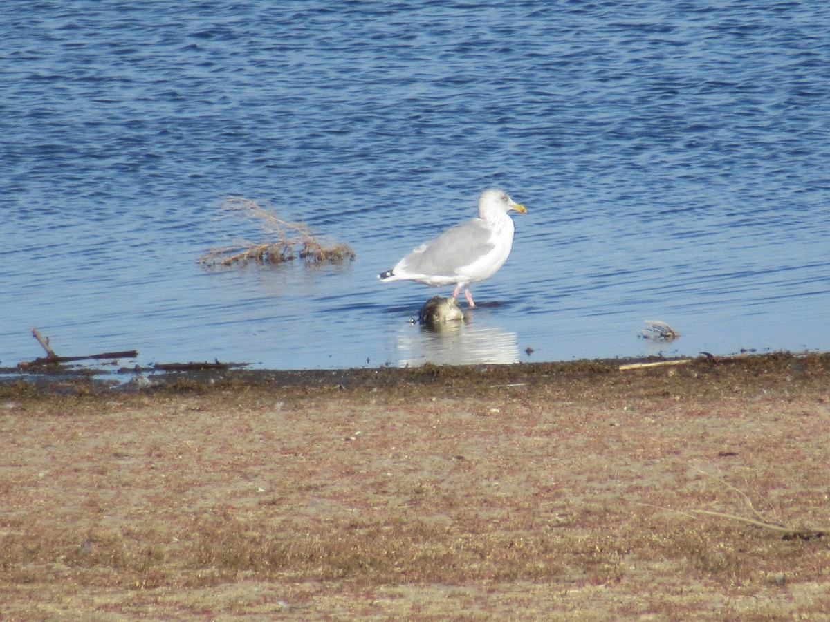 Herring Gull - ML388484391