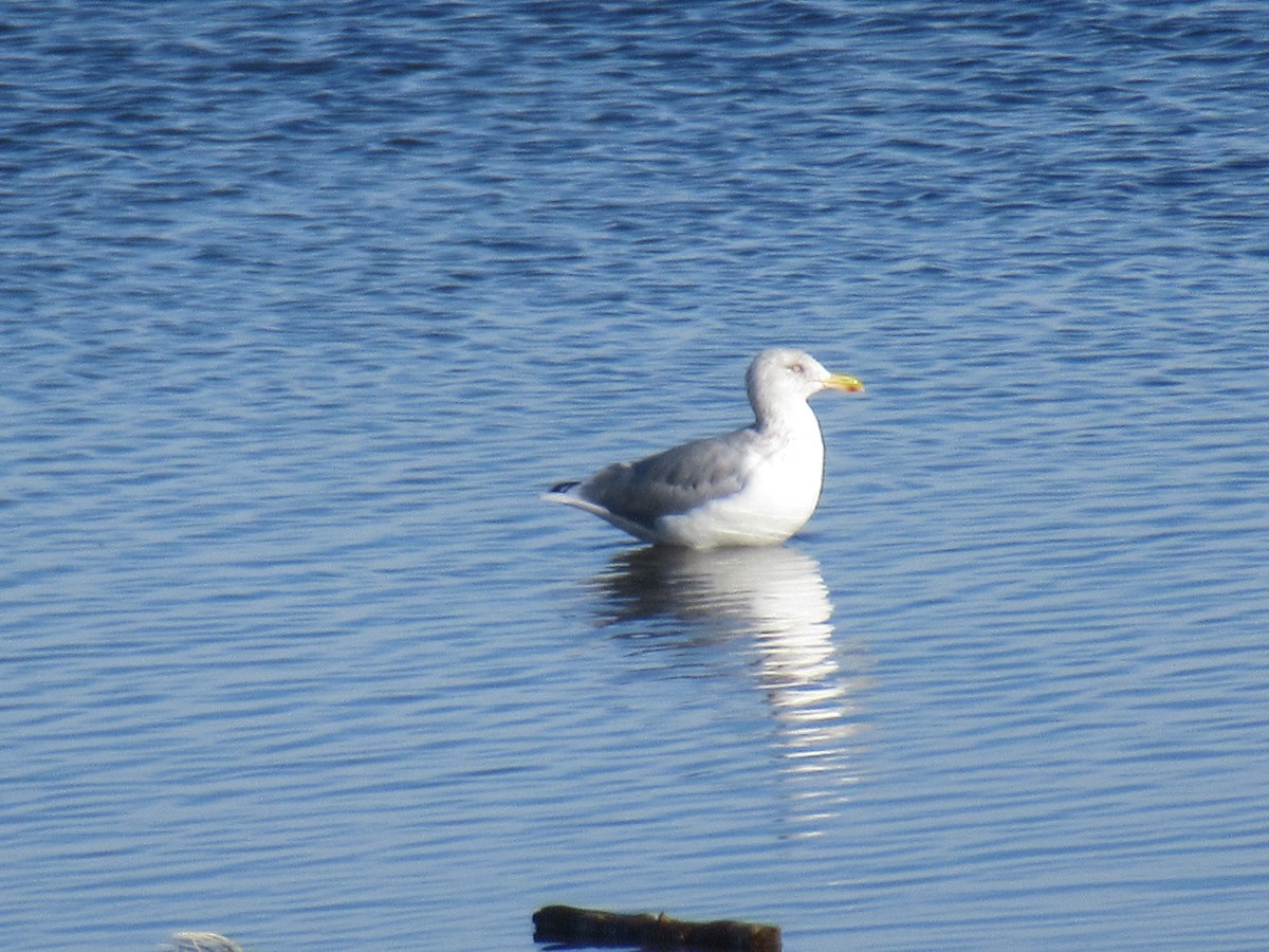 Goéland argenté (smithsonianus) - ML388484421