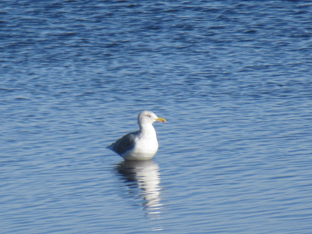 Goéland argenté (smithsonianus) - ML388484471