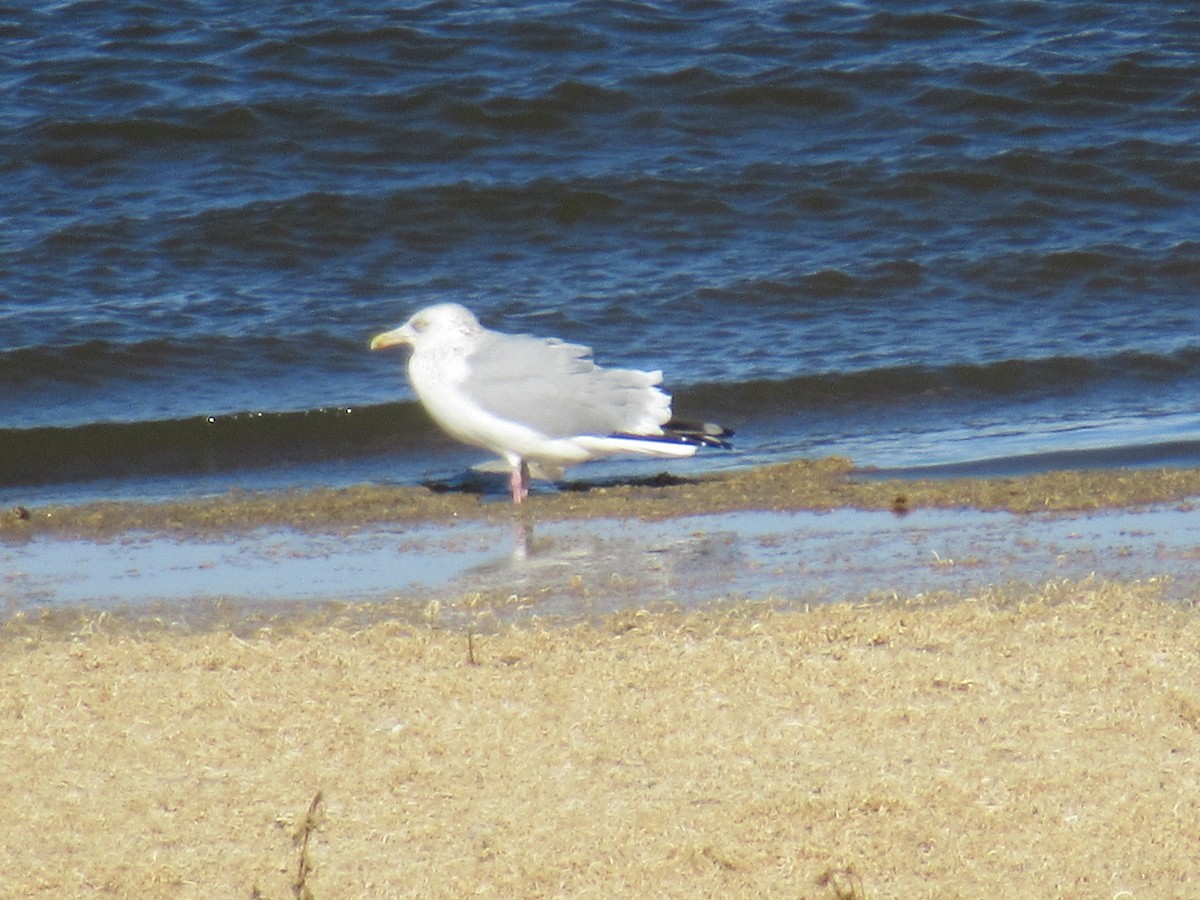 Goéland argenté (smithsonianus) - ML388484581