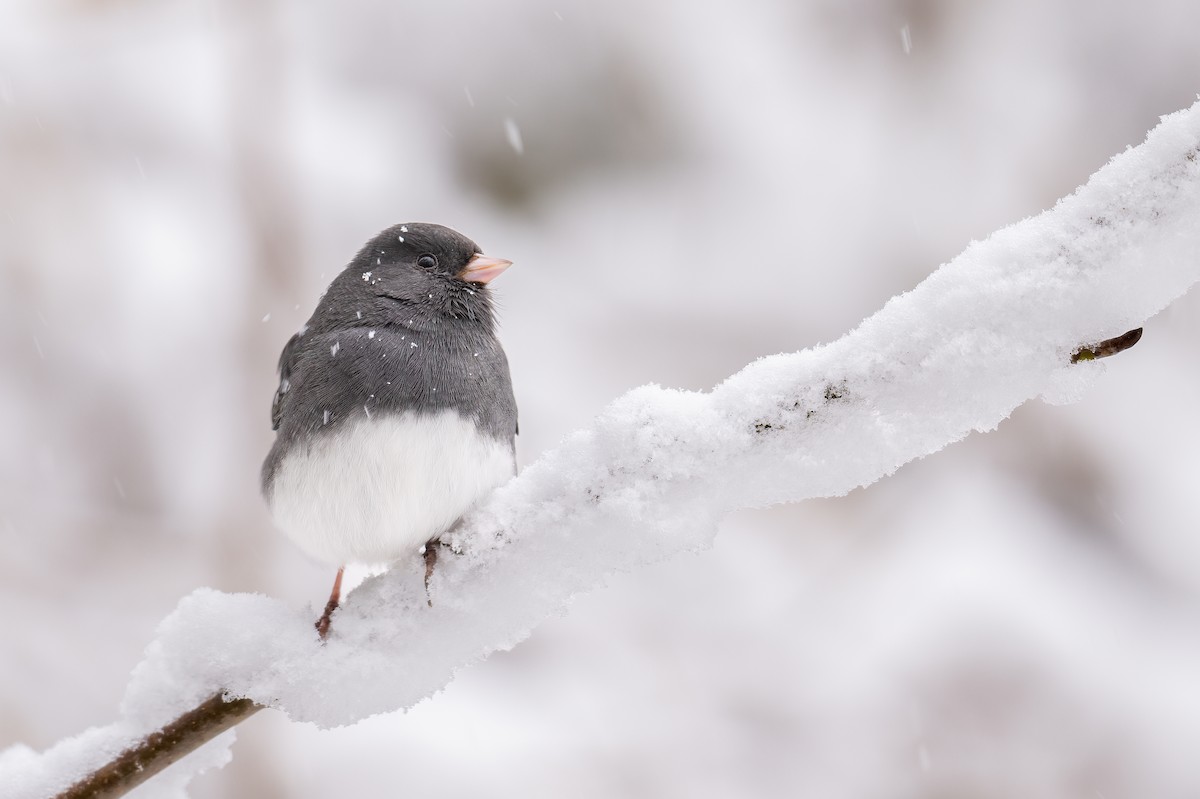 Dark-eyed Junco - Brad Willis