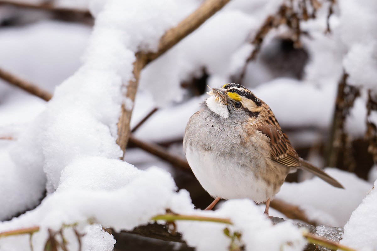 White-throated Sparrow - Brad Willis