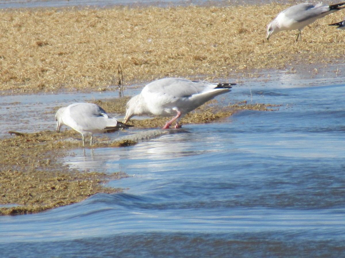 Herring Gull - ML388484741