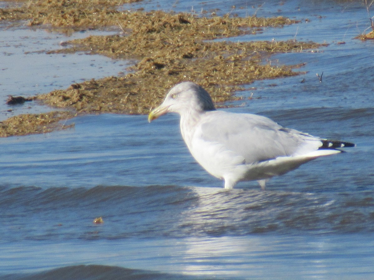 Goéland argenté (smithsonianus) - ML388484791