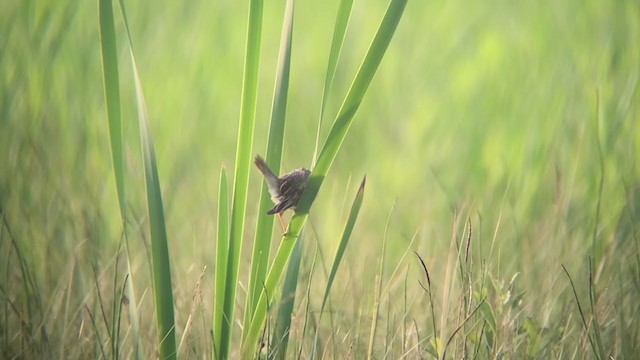 Aquatic Warbler - ML388485171