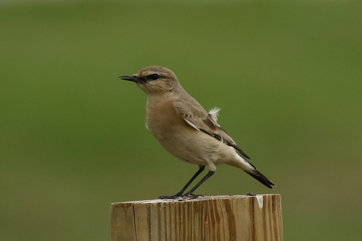 Isabelline Wheatear - ML388485931