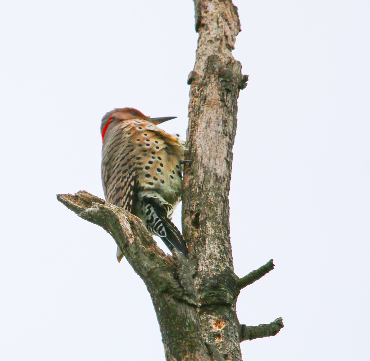 Northern Flicker - ML388487051
