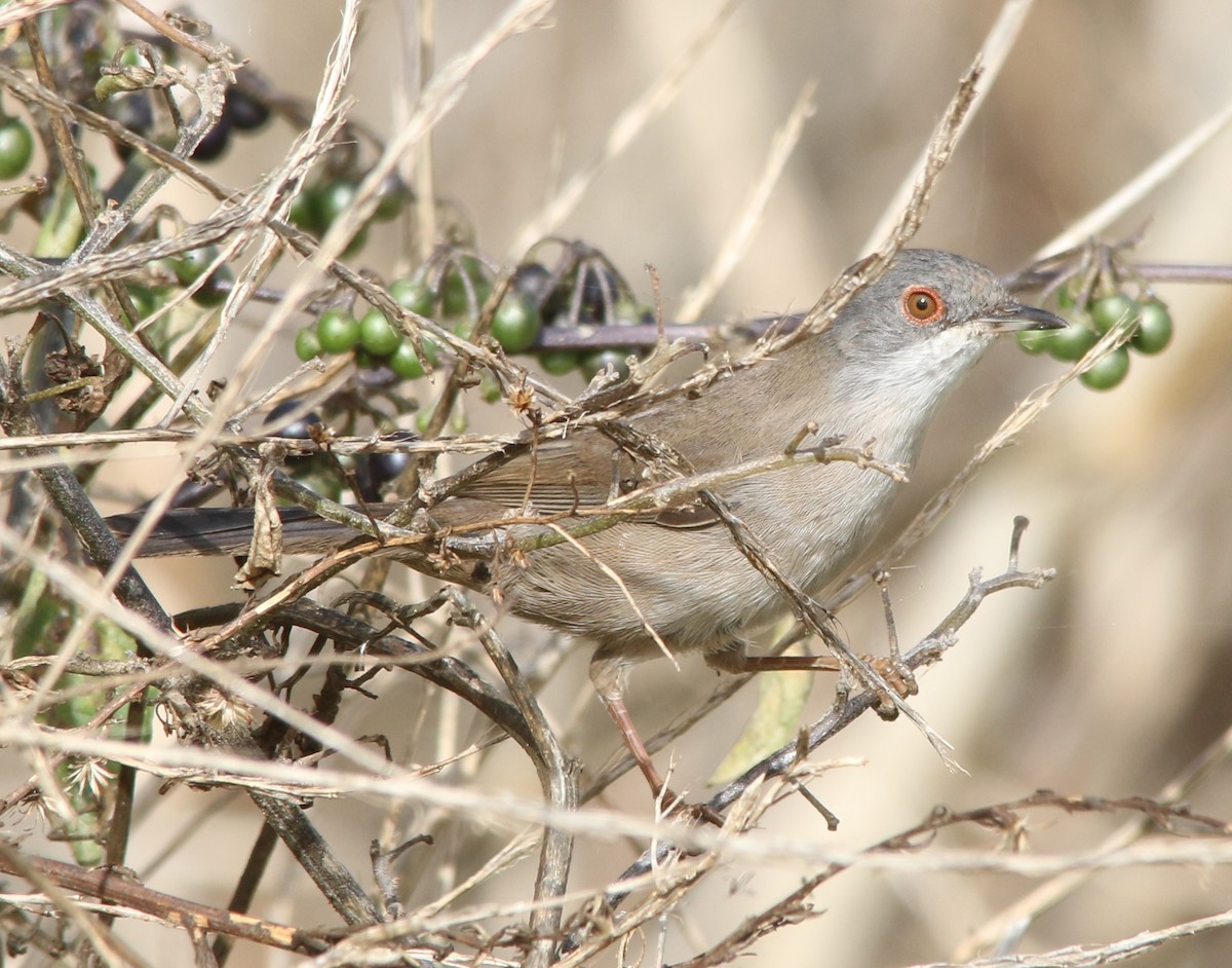 Sardinian Warbler - ML38848751