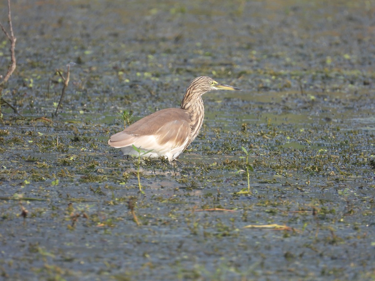 Indian Pond-Heron - ML388487821