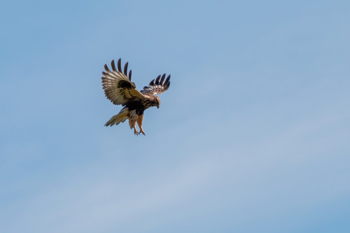 Rough-legged Hawk - James Kroeker