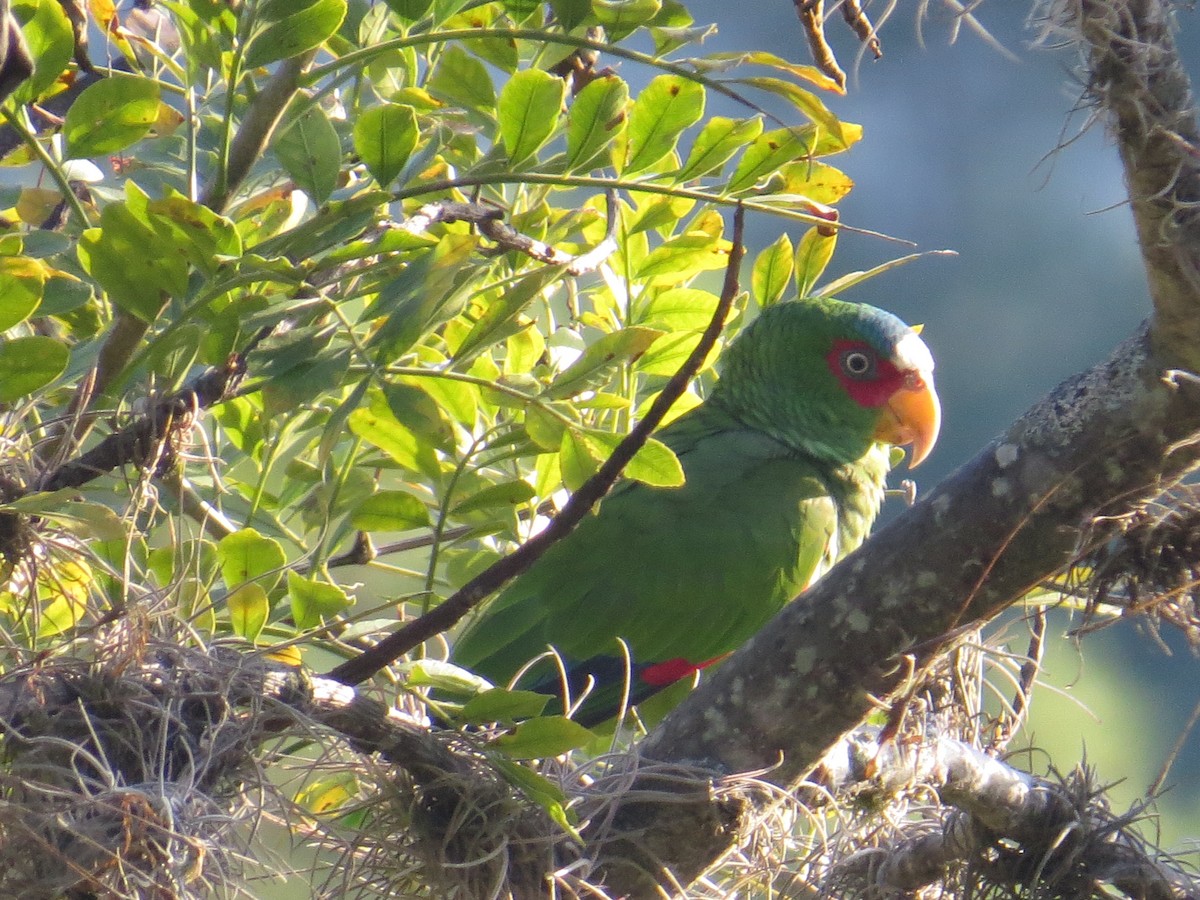 White-fronted Parrot - Merlin Yafeth Cerrato Ardon
