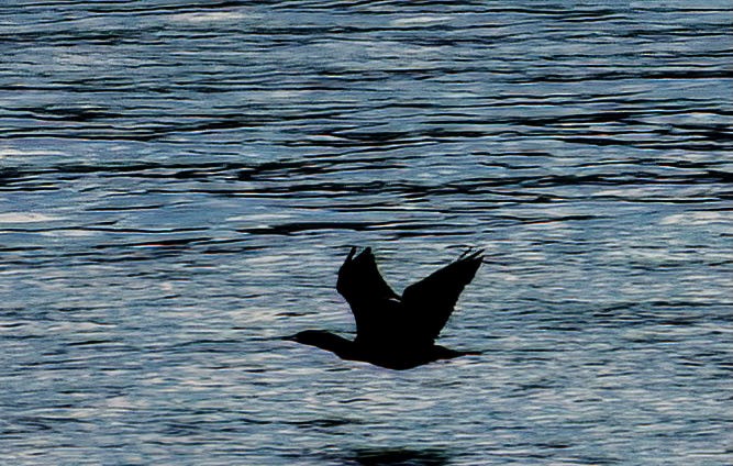 Double-crested Cormorant - ML388491531