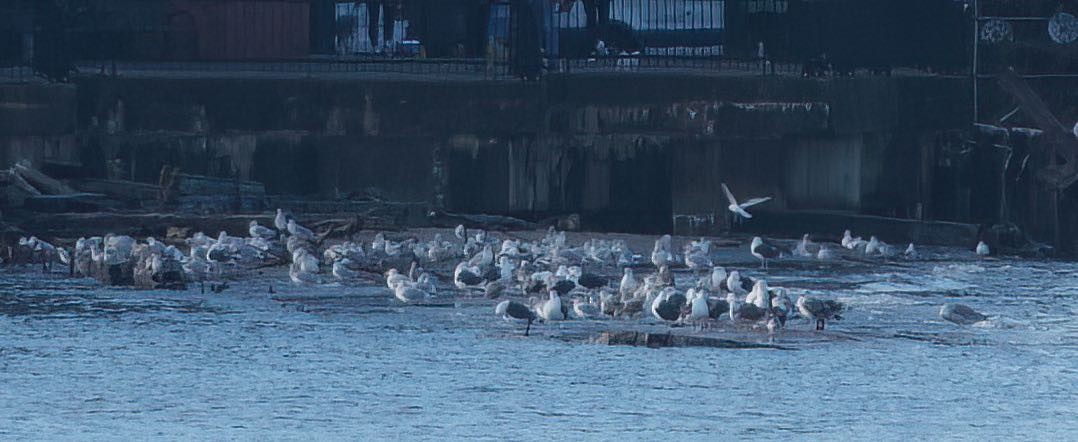 Great Black-backed Gull - ML388491651