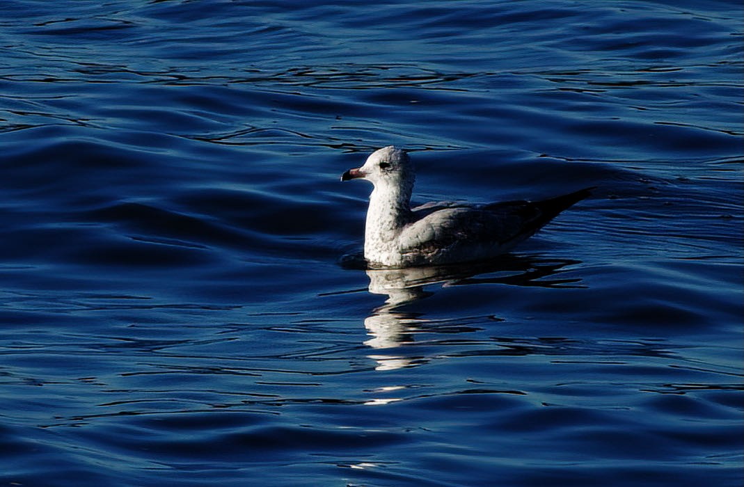 Ring-billed Gull - ML388491711
