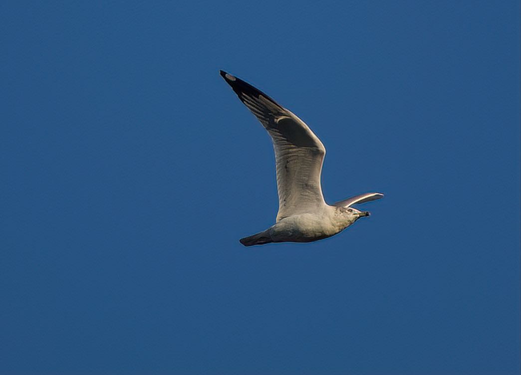 Ring-billed Gull - ML388491721