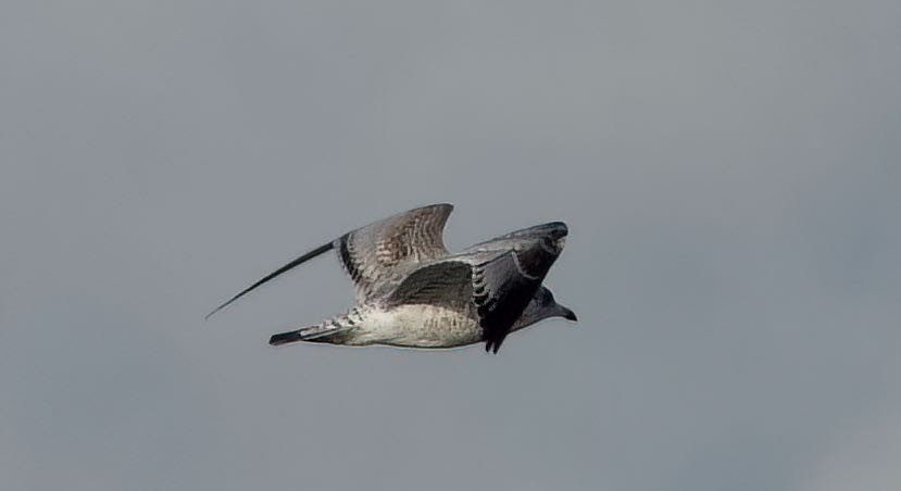 American Herring Gull - ML388491791