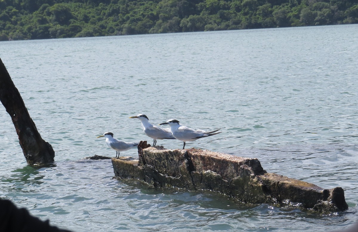 Sandwich Tern - ML388493281