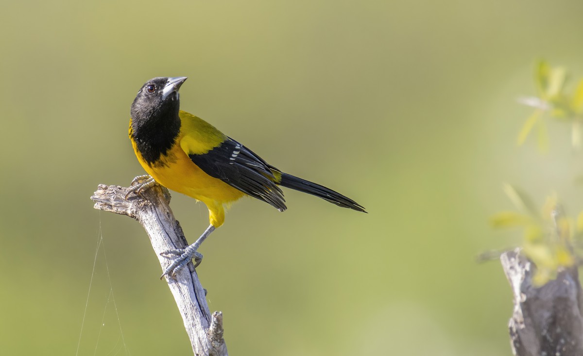 Audubon's Oriole - Marky Mutchler