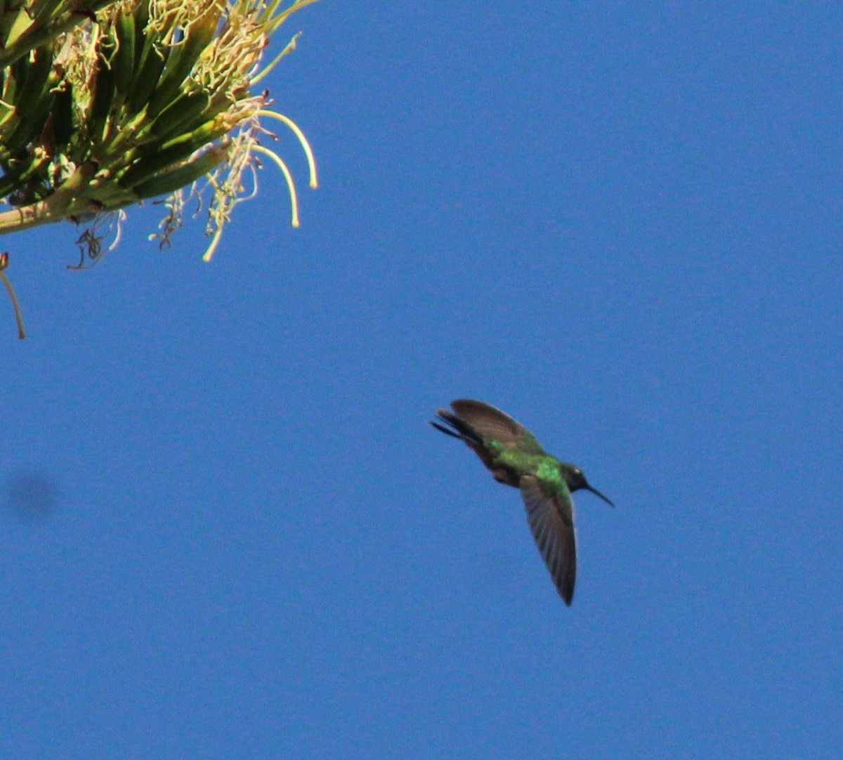 Sparkling Violetear - ML388494471