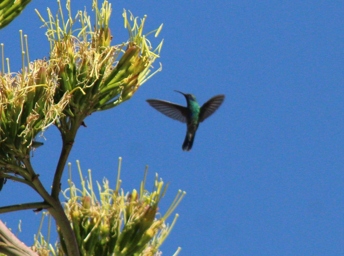 Sparkling Violetear - ML388494481