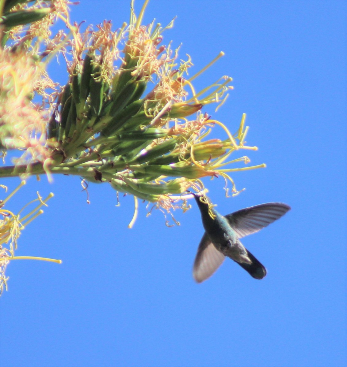 Sparkling Violetear - ML388494501