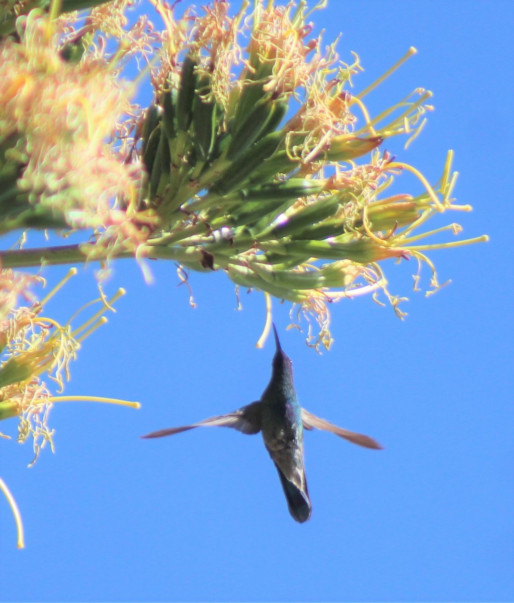 Sparkling Violetear - ML388494511