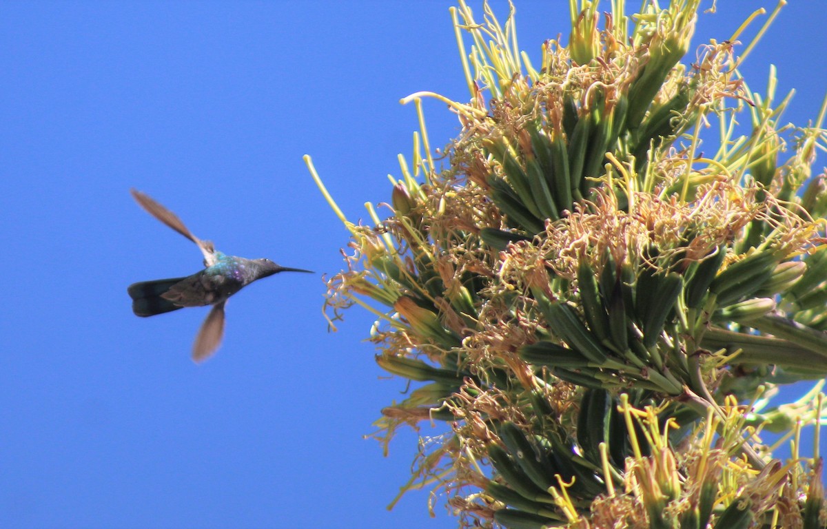 Sparkling Violetear - ML388494521